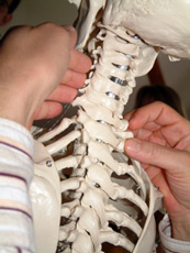 Übung am Skelett, während einer Rolfingausbildung